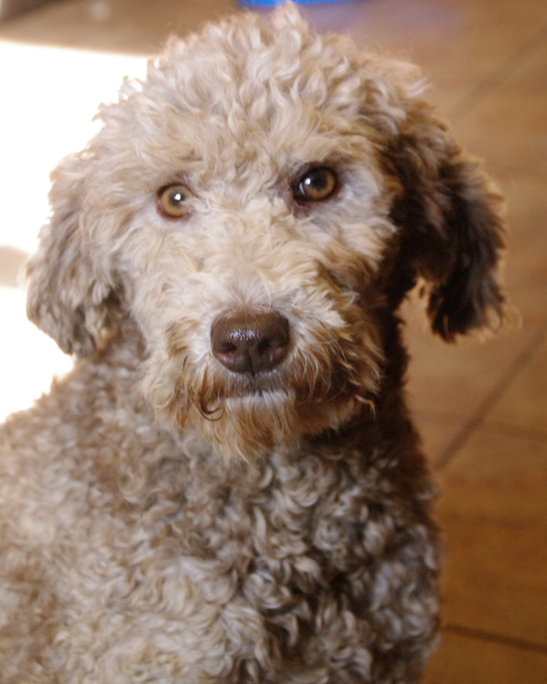 adult labradoodle for sale porn with beautiful cars